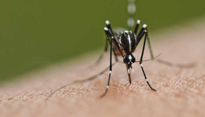 Dengue outbreak forces imposition of health emergency in US territory