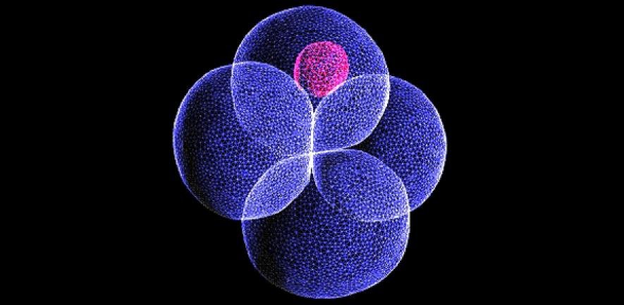Embryo Development Mystery Solved: Cell Contraction is Key