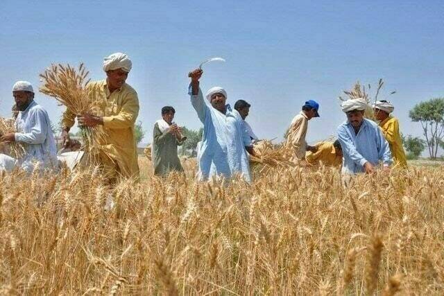 Punjab government decides not to buy wheat from farmers