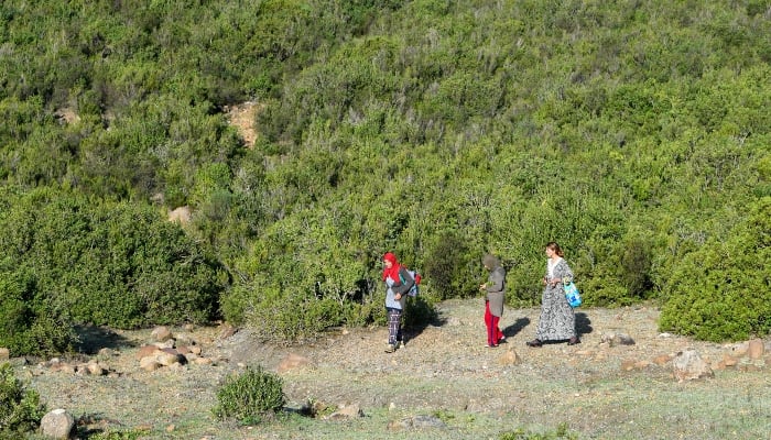 Herb harvesting Tunisia women face challenges due to heat, drought