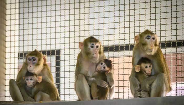 Wildlife experts blame ‘human feeding’ for rise in monkey deaths in national parks