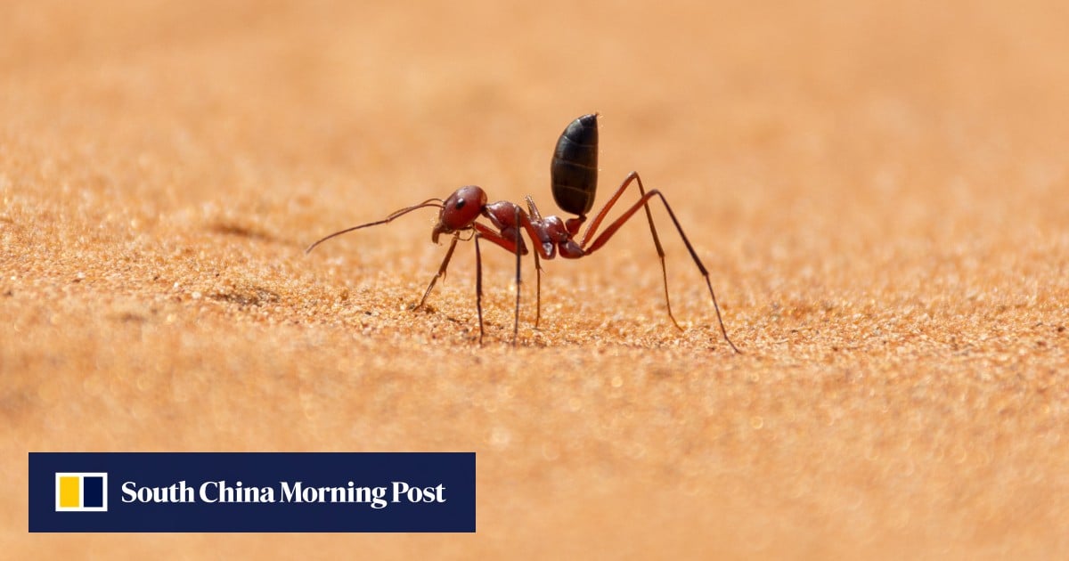 Desert ant shows Chinese team the way to high-definition polarised light sensor chip