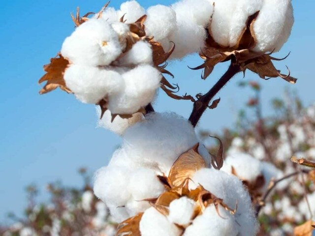 Sharp decline in cotton production – Editorials