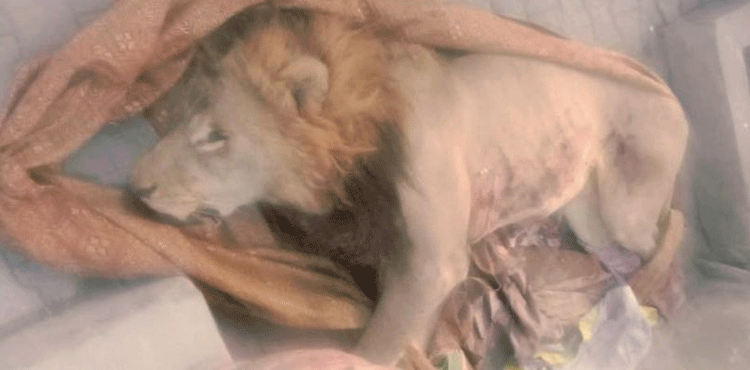 Lion on loose in streets of Lahore before being killed