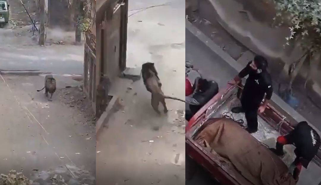 Shocking Video shows Lion escaping, running wild in Lahore Streets