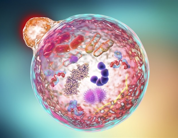 Scientists uncover key factors for starting autophagy in cells