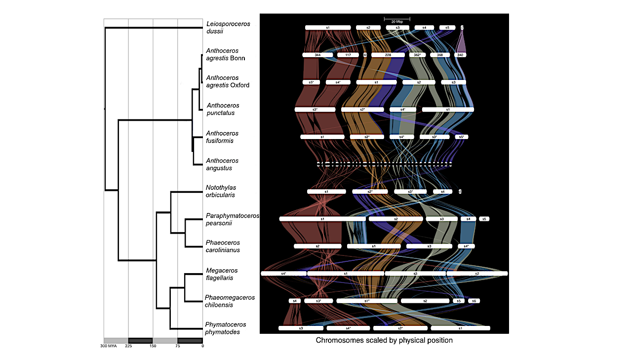 Hornwort Genomes Provide Clues On How Plants Moved From Water To Land On Earth