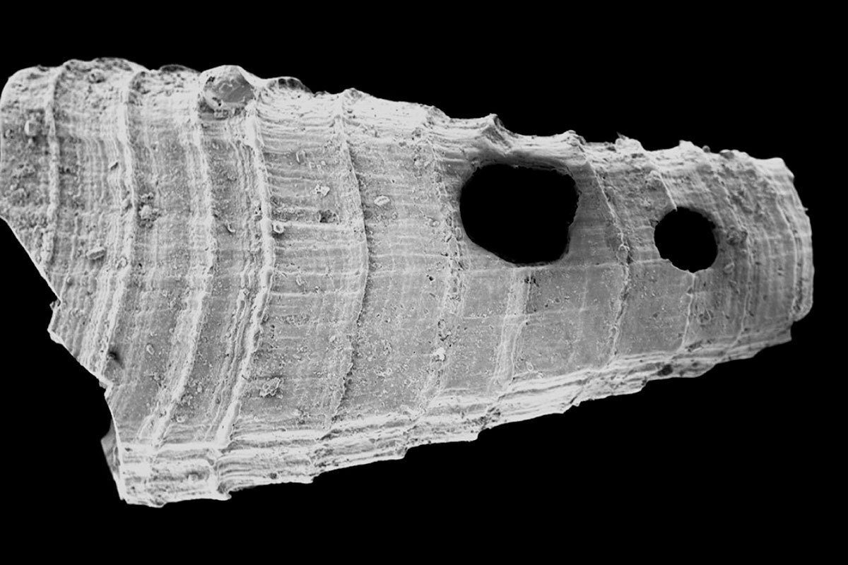 Prehistoric prey and predator fossil discovery reveals a violent fight for survival millions of years ago, in first-ever evolutionary arms race