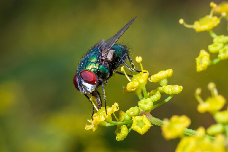 Warming threatens flies more than bees, raising pollination concerns