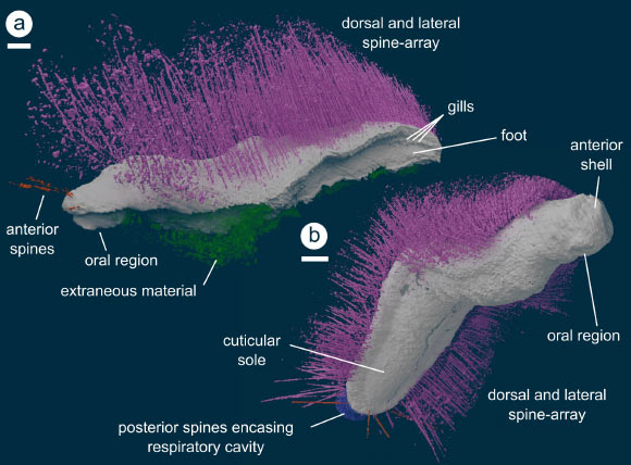 New Fossils from Silurian Period Reveal Complex Early History of Mollusks