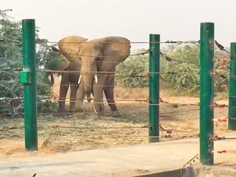 Wild elephant kills German tourist in southern India’s tiger valley