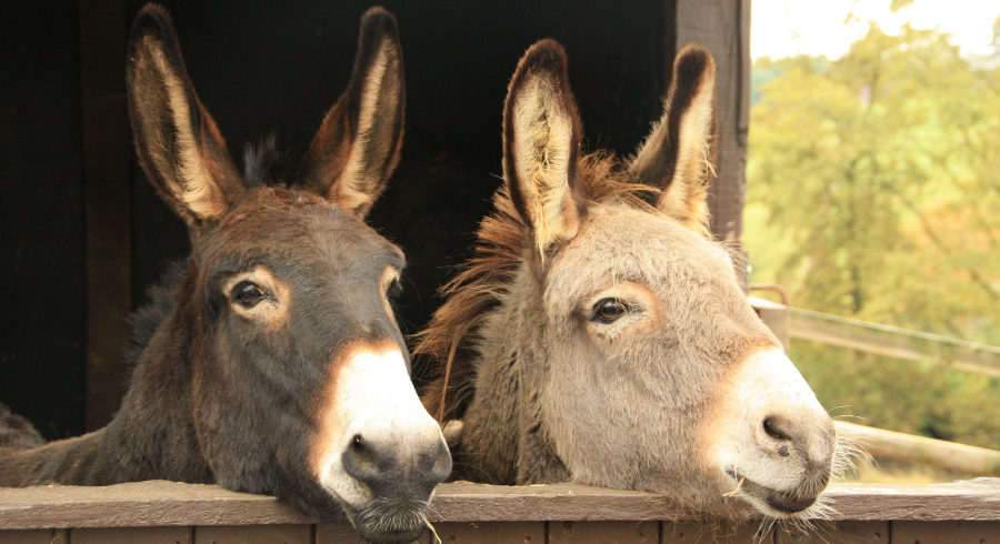 Pakistan begins exports of donkey by-products to China