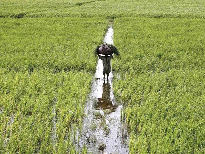 SARC calls on Sindh govt to address farmers’ issues