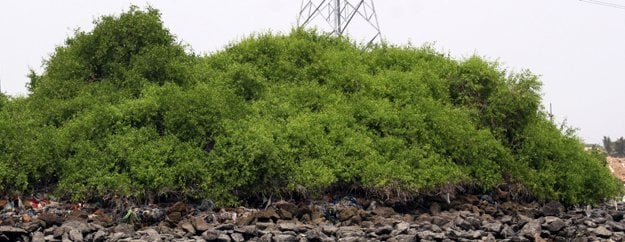 Afforestation efforts needed to save mangrove forests