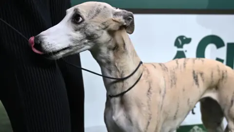 Getty Images Whippet standing next to a man's legs, licking her lips