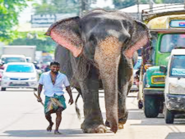 Sri Lanka adjusts train timings to tackle elephant deaths