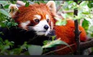 Nepal community efforts revive red panda population