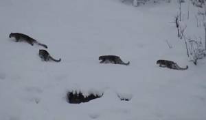 Rare sight of four snow leopards together in Gilgit-Baltistan