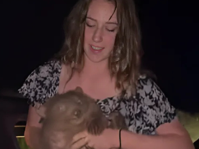 US influencer slammed for taking joey wombat from mother