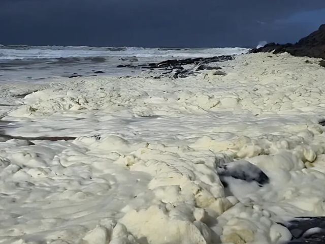 Foam and dead fish wash ashore as Australian surfers report illness