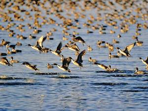 Waterfowl flocks return to Punjab’s lakes, ponds after two years