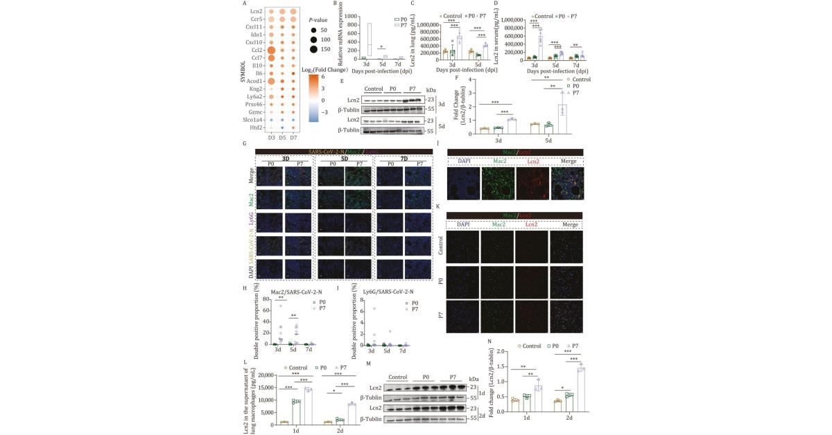 Unlocking the role of Lcn2 in COVID-19 lung damage
