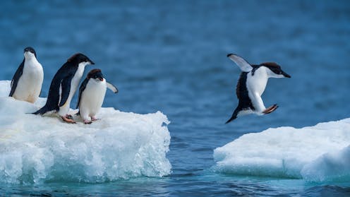 Antarctic sea ice may be in terminal decline due to rising Southern Ocean salinity