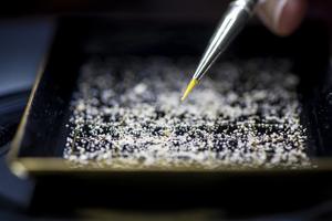 Groundbreaking analysis provides day-by-day insight into prehistoric plankton’s capacity for change