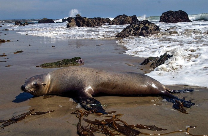 Algae pump toxins into the ocean. Can we catch them early?