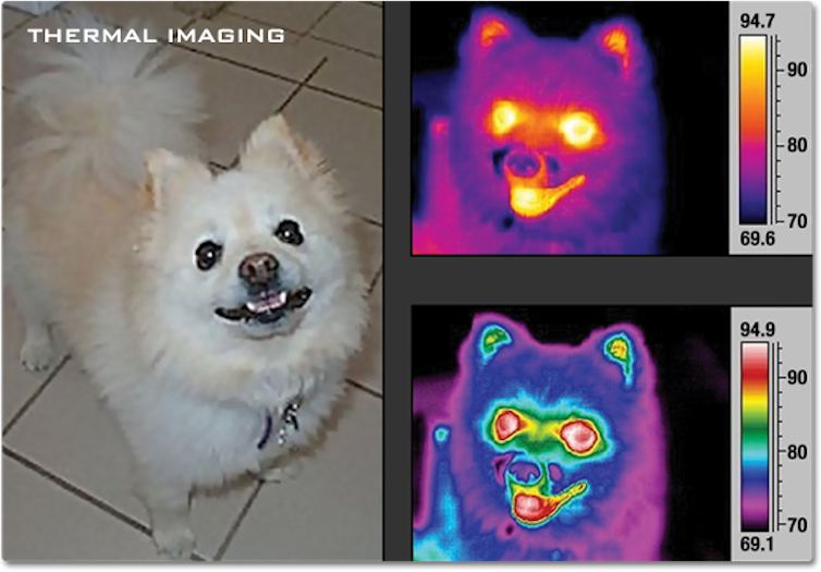 A dog, shown normally, then through thermal imaging, with the eyes, mouth and ears brighter than the rest of the dog.