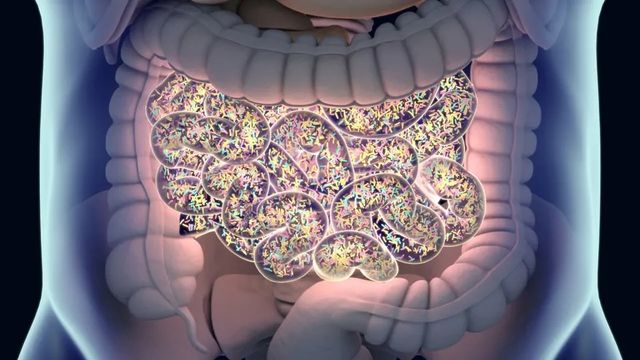 Gut Bacteria Produce Sphingolipids To Protect Host