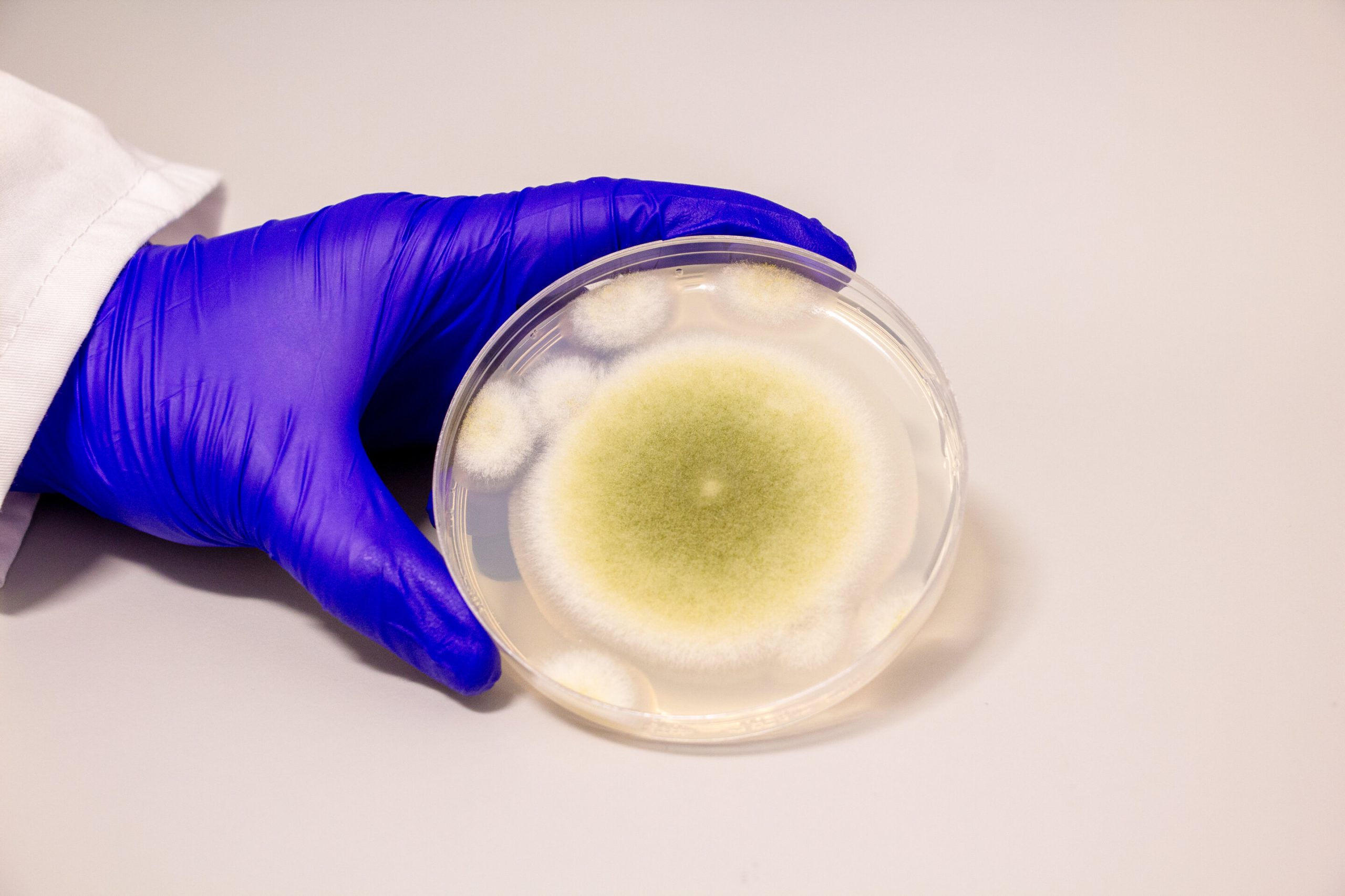 Mold in ancient tombs reveals promising cancer drug