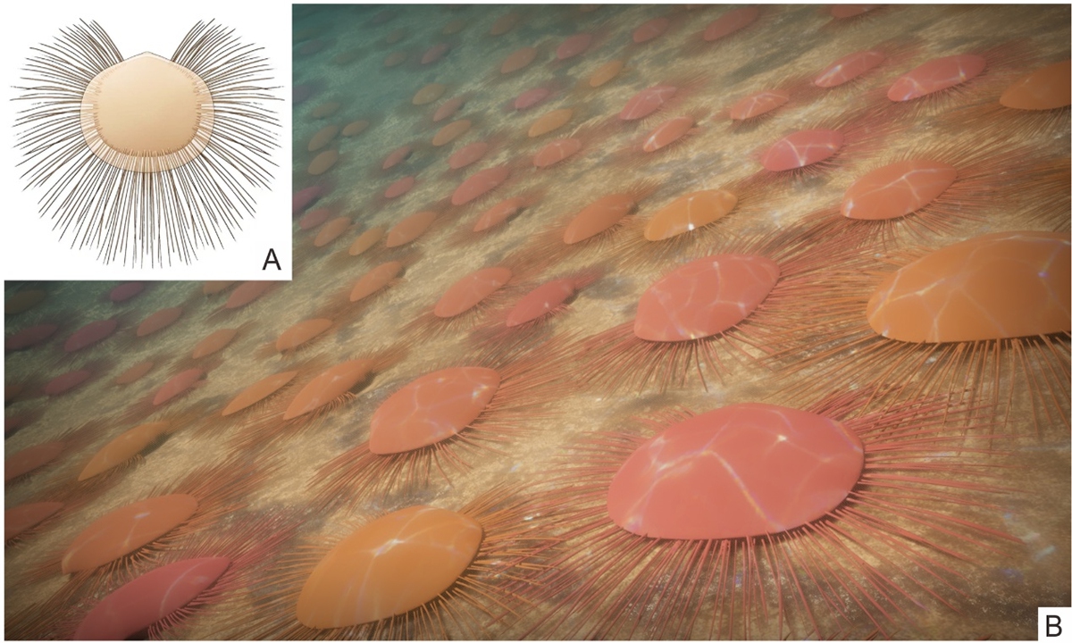 Nucleospira calypta