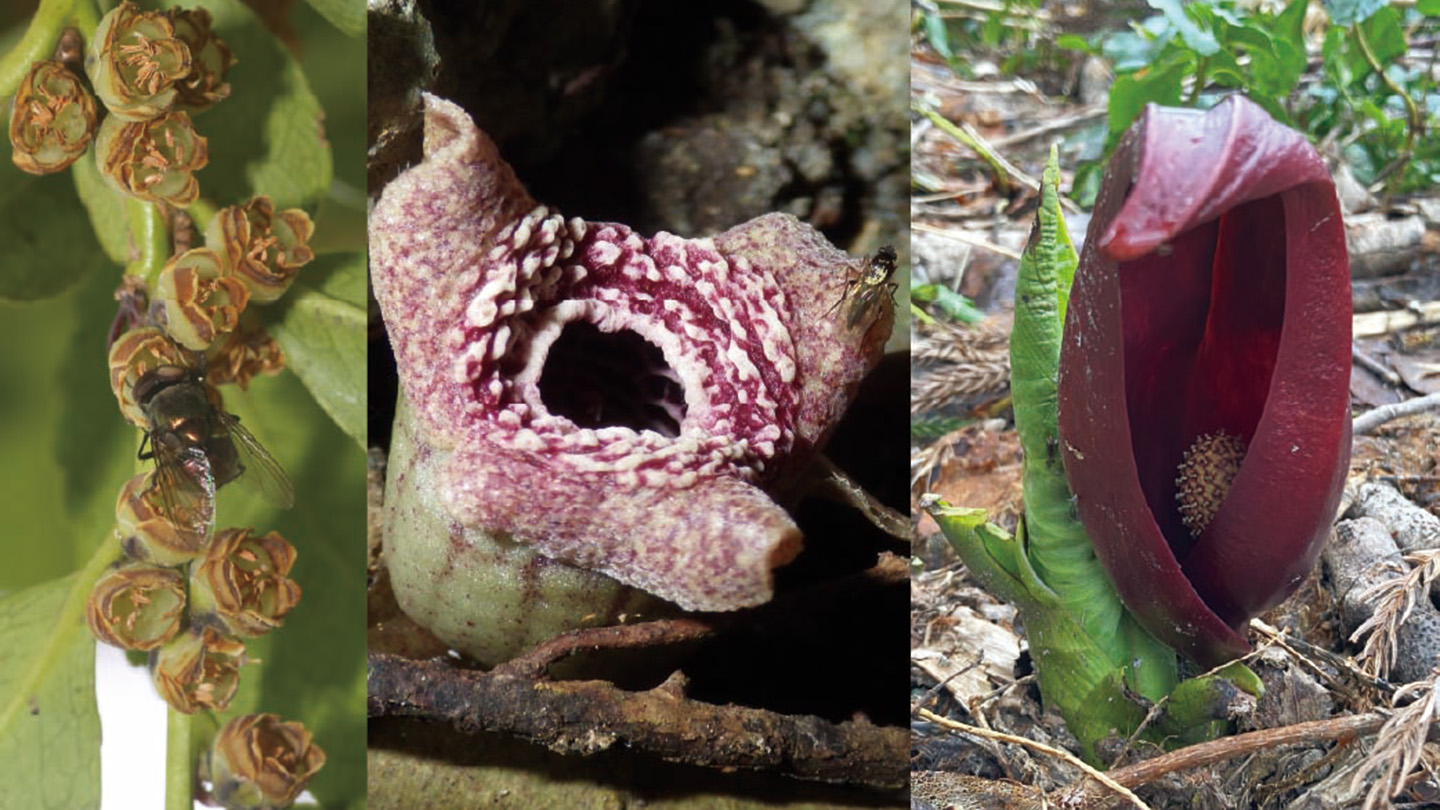 A genetic trick leaves these stinky plants reeking of rotting flesh