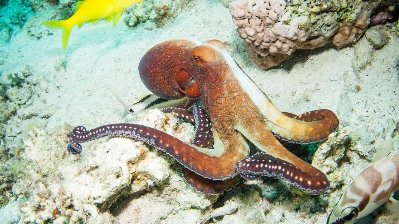 6 lesser-known octopus facts you probably didn’t know