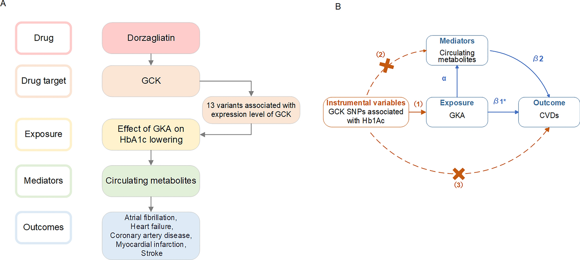 Glucokinase activator, circulating metabolites, and cardio-cerebrovascular diseases: a Mendelian randomization study | Cardiovascular Diabetology