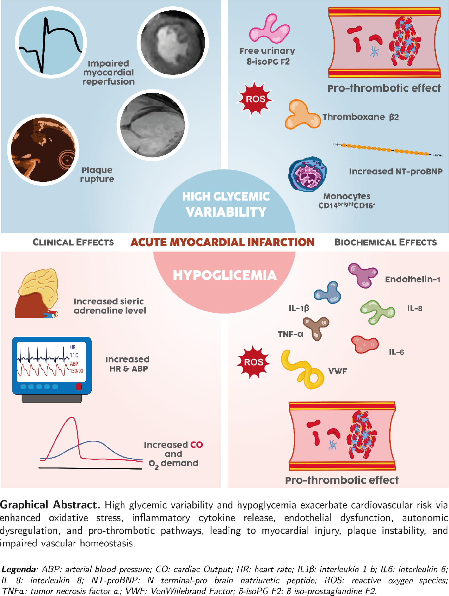 Hypoglycemia and glycemic variability in acute myocardial infarction: the lesser-known aspects of glycemic control | Cardiovascular Diabetology