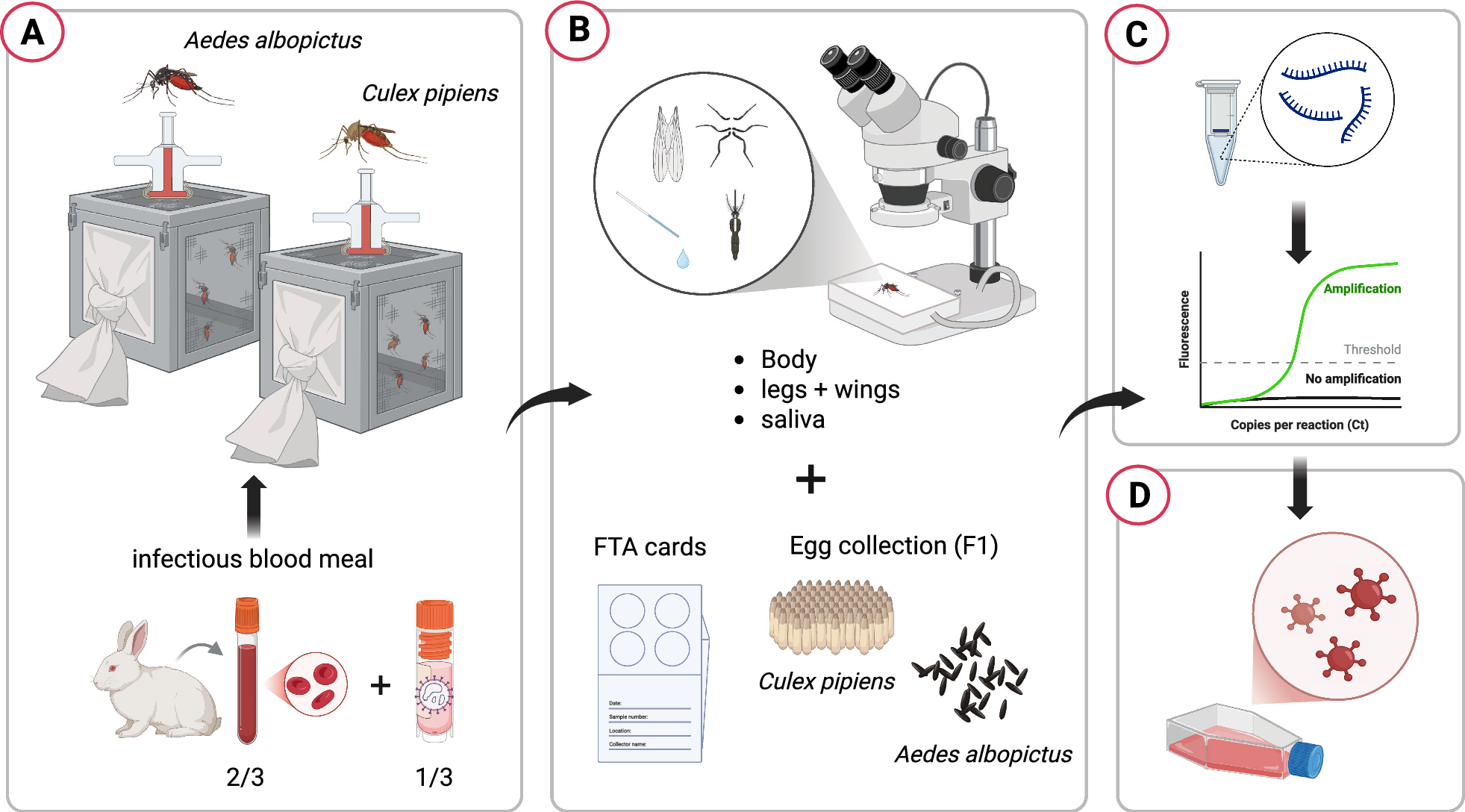 Assessing the vector competence of Italian Culex pipiens and Aedes albopictus mosquitoes for the re-emerging Oropouche virus | Parasites & Vectors