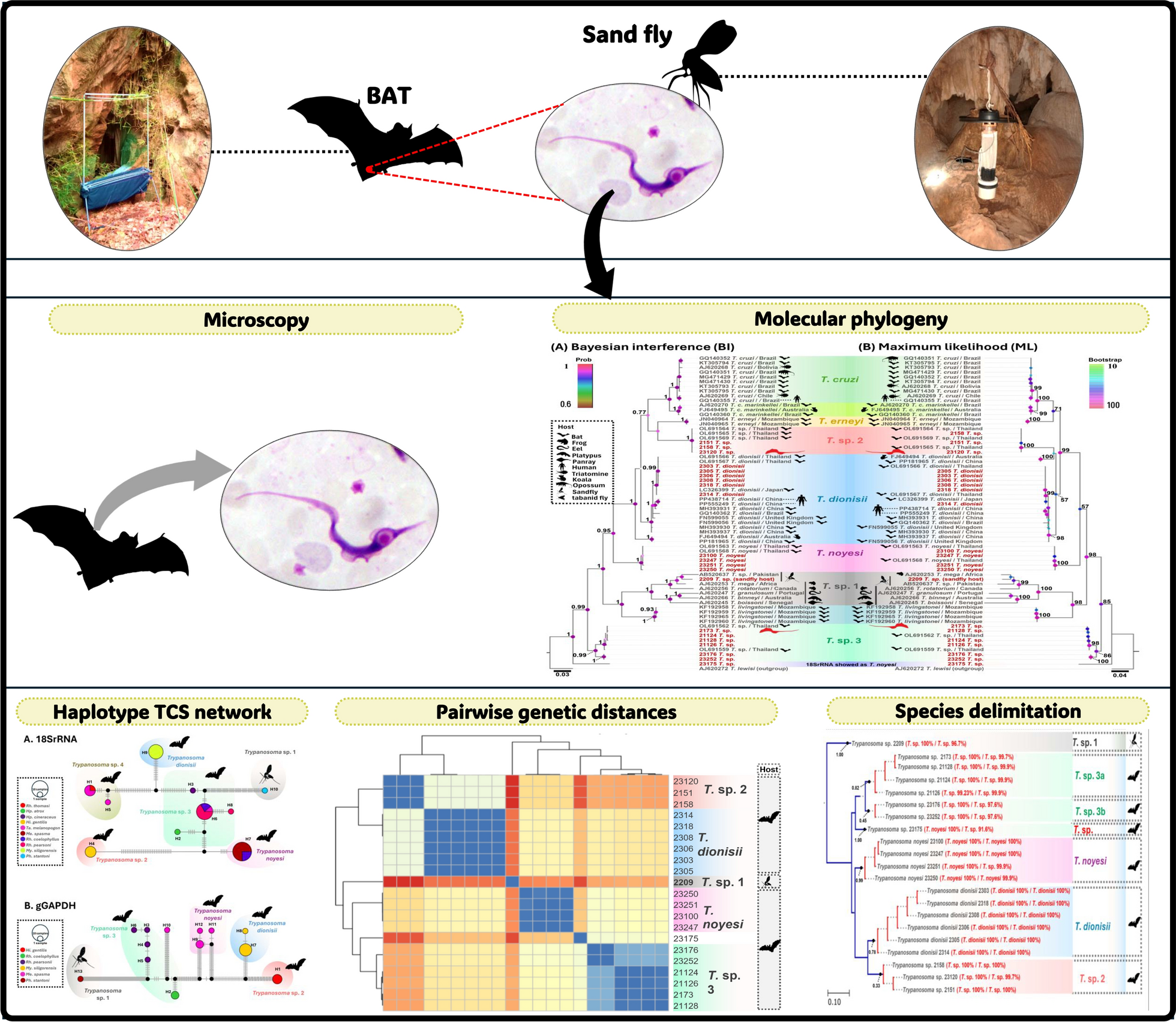 A comprehensive genetic and phylogenetic study of Trypanosoma spp. in bats and sand flies from shared habitats in Thailand | Parasites & Vectors