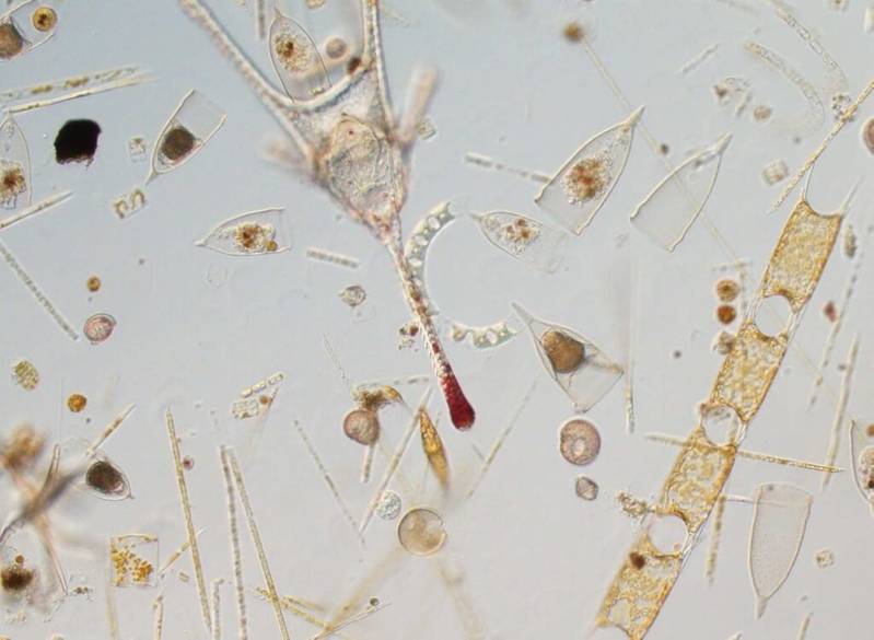 Harnessing Plankton Research Is Crucial To Inform