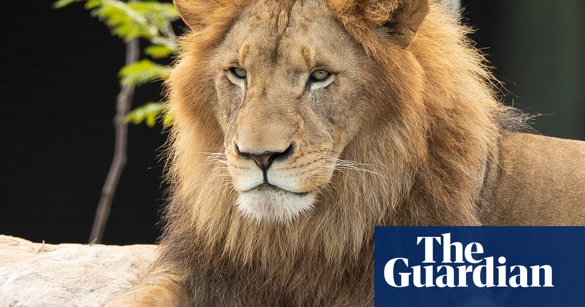 The mane attraction: How many lions are in Australia and how well are they regulated? | Zoos