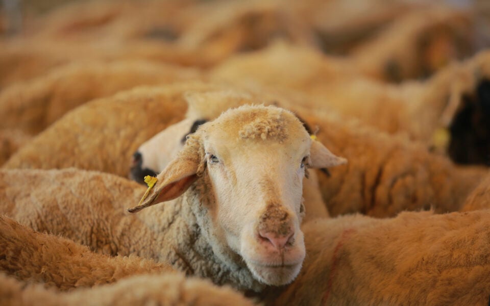 Turkey shuts livestock markets to control foot and mouth disease