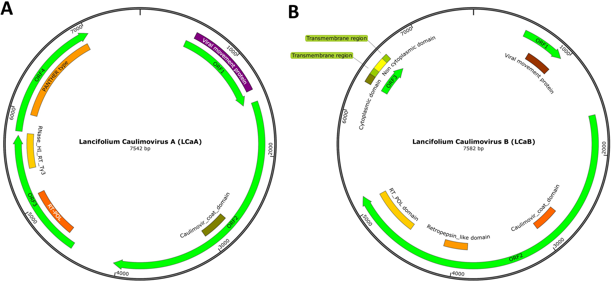 Metagenomics-based novel Caulimoviridae virus discovery and its development of identification markers in Lilium lancifolium thunb | Virology Journal