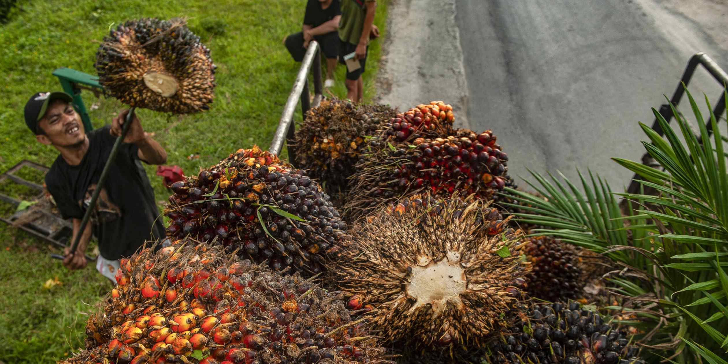 Palm oil markets roiled by biofuel rules and geopolitical shocks