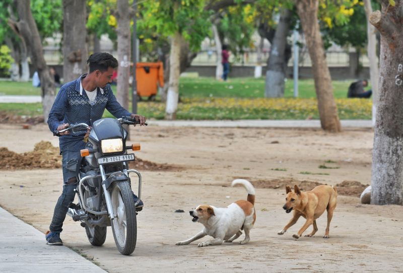 Ivory Tower: Despite vaccines, rabies still kills thousands in country