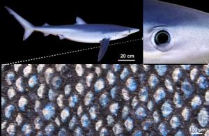 Novel nanostructures in blue sharks reveal their remarkable potential for dynamic colour-change