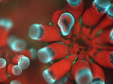 Optics & Photonics News – Underwater Microscope Focuses on Coral Health
