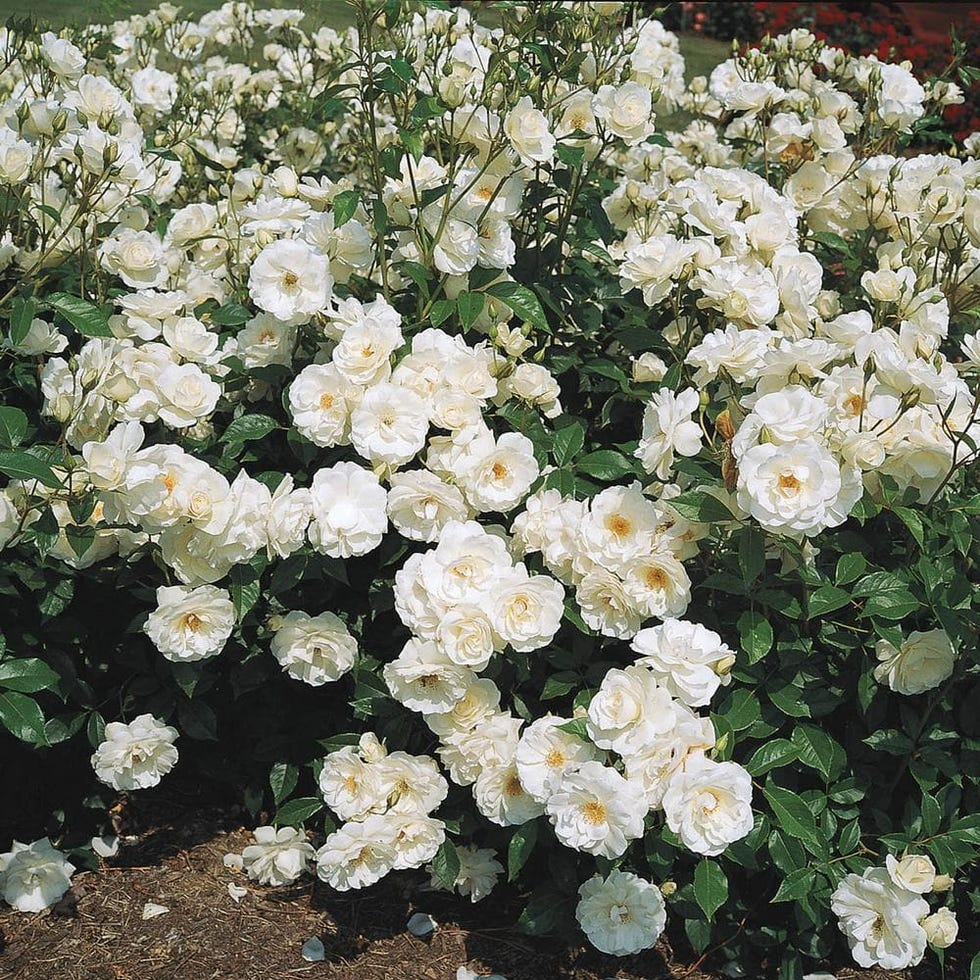 Iceberg White floribunda rose plant