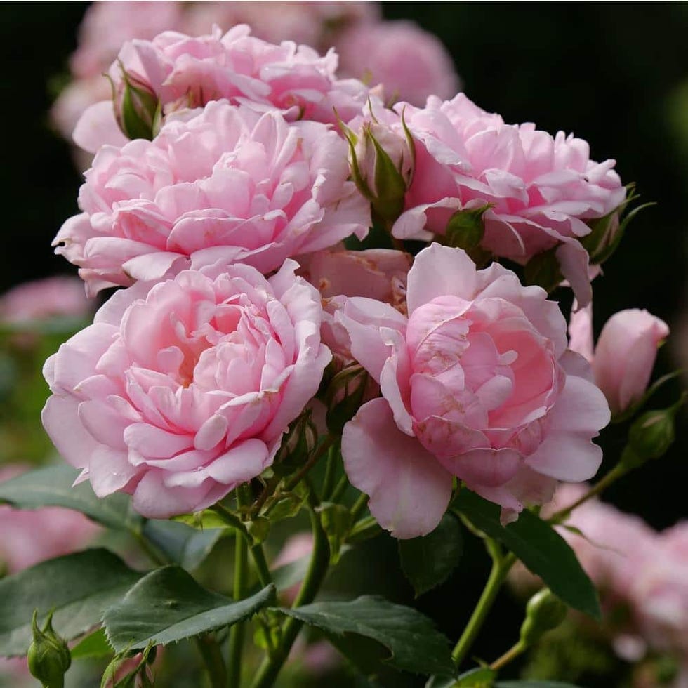 Reminiscent Pink rose plant