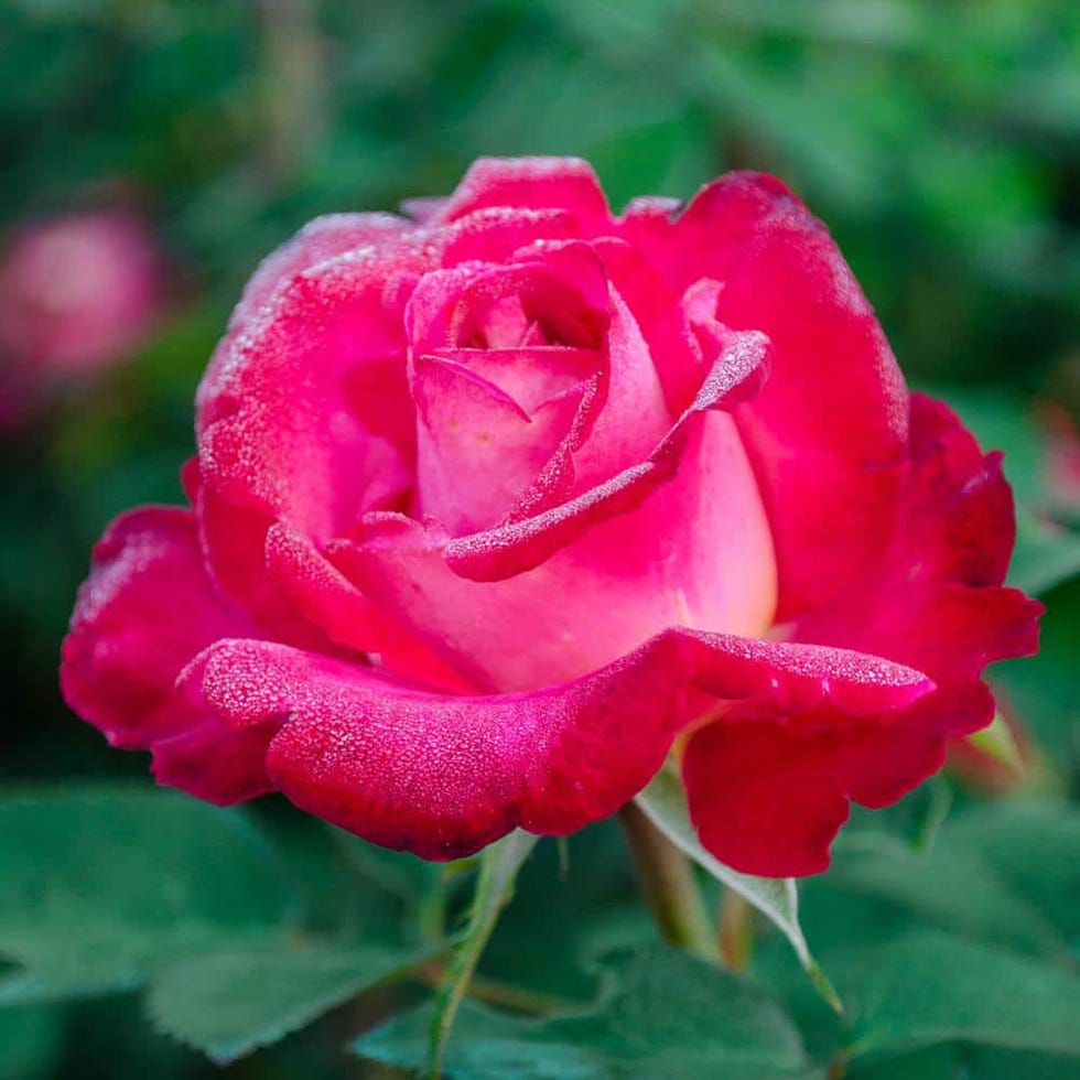 Dick Clark grandiflora rose plant